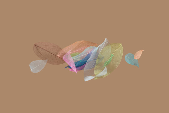 Bunch of tree leaves skeletons in different colours