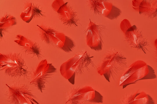 Red feathers distributed evenly on surface with matching colour