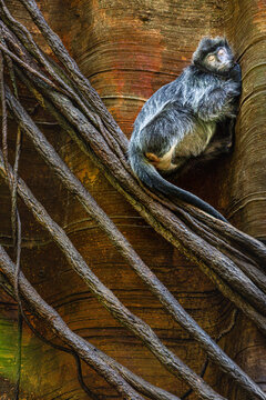 Silver leaf monkey (silver lutung)sleeping against a large tree