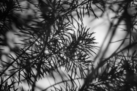 Water drops on leaves