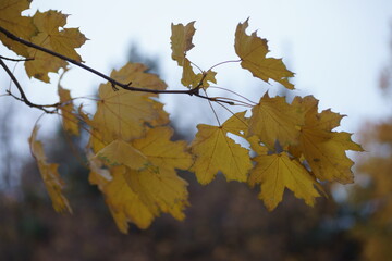 Obraz premium maple leaves
