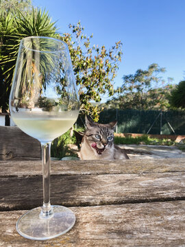 Cat Watching Wine Glass Outdoors