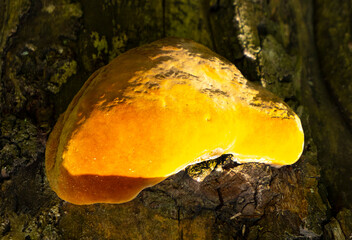 Polypore real, deciduous L.
This beautiful bracket fungus destroys the tree. It is used in...