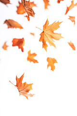 Fototapeta premium Vertical Autumn leaves are falling flying white background.