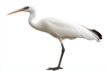 Obraz premium A Striking Predatory Bird Stands Elegantly, Showcasing Its Unique Features Against Transparency