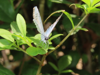 blue butterfly on leaves
