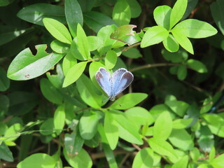 blue butterfly on leaves