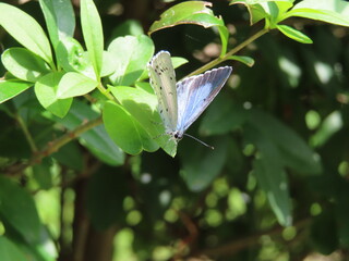 blue butterfly on leaves