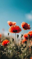 Obraz premium Vibrant Red Poppies in a Sunny Field
