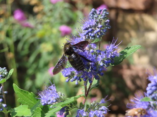 beautiful blue bee on levander