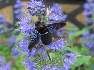 beautiful blue bee on levander