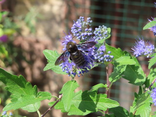 beautiful blue bee on levander