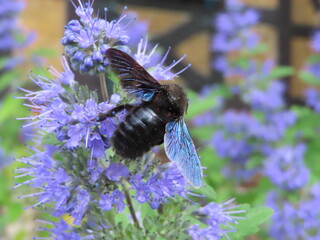 beautiful blue bee on levander