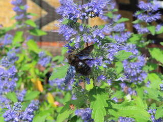 beautiful blue bee on levander