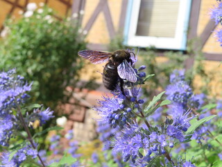 beautiful blue bee on levander