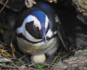 African Penguin (Spheniscus demersus) incubating an egg at Boulders Beach in Simons Town, South Africa