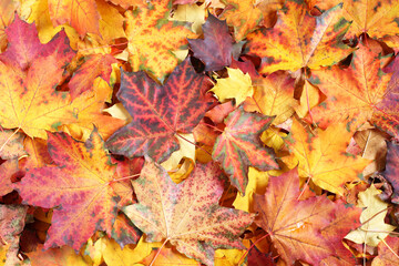 Autumn background - top down view of a heap of dried yellow, green, orange and red maple leaves. Closeup
