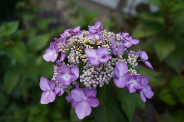purple flowers