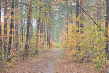 road among trees with colorful leaves in autumn forest in nature