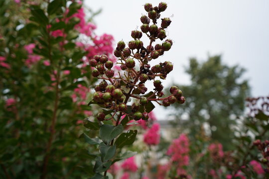 budding flowers