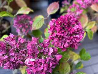 Fototapeta premium Hydrangea hortensia pink flowers with yellow leaves and dry fowers in decorative flower pots in autumn winter time in balcony garden 