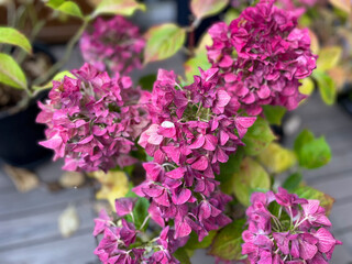 Hydrangea hortensia pink flowers with yellow leaves and dry fowers in decorative flower pots in autumn winter time in balcony garden	