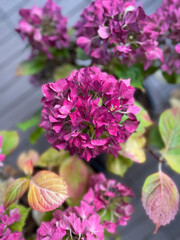 Fototapeta premium Hydrangea hortensia pink flowers with yellow leaves and dry fowers in decorative flower pots in autumn winter time in balcony garden 