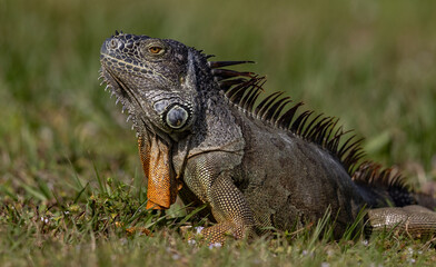 Fototapeta premium An iguana in south Florida 