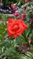 Vertical photo. Red rose close-up. Exquisite flower.