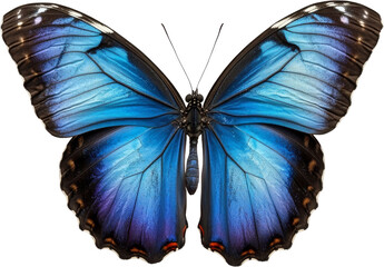 Blue morpho butterfly with vibrant wings, isolated view. Nature and wildlife concept