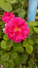 Obraz premium Vertical photo. Beautiful pink rose close-up. Exquisite flower.
