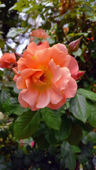 Vertical photo. Beautiful pink rose close-up. Exquisite flower.