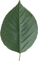Fototapeta premium Close-up of a green leaf with detailed veins on a transparent background. Nature and botanical concept