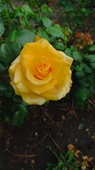 Vertical photo. Yellow rose close-up. Exquisite flower.