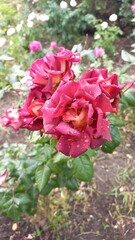 Vertical photo. Beautiful pink rose close-up. Exquisite flower.