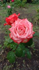 Vertical photo. Beautiful pink rose close-up. Exquisite flower.