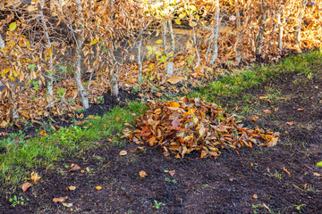 Pile of autumn leaves on restored lawn near hedge, against seasonal garden cleanup of residential home. Sweden.