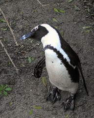 African Penguin (Spheniscus demersus) on Boulders Beach in Simons Town, South Africa