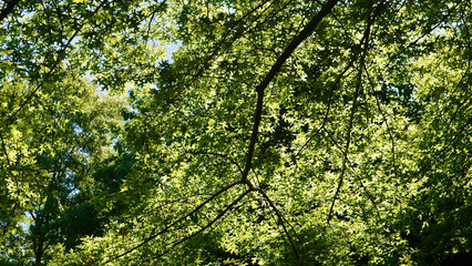 Fototapeta premium Sunlight filters through the trees.