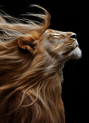 Naklejka premium An anthropomorphic lion with long blonde hair, wearing black, facing the camera, hair flowing in the wind.Advertisement for hair salons.Minimal creative fashion concept.Copy space 