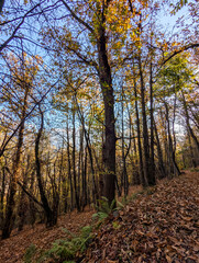 Obraz premium autumn in the woods