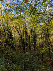 Fototapeta premium autumn forest in the morning