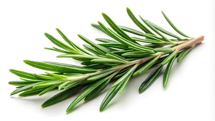 Obraz premium Fresh rosemary herb leaves on white background