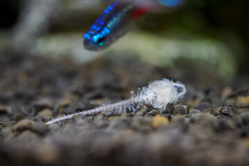 Fish skeleton lying on the bottom of the aquarium.
