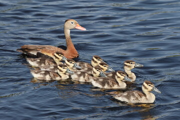 Mother black bellied whistling duck with her ducklings