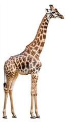 Obraz premium Majestic Giraffe Standing Tall on White Background