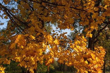 Golden maple leaves in sunlight hanging from tree branches on green background. Symbol of autumn colors, seasonal transformation and natural tranquility.