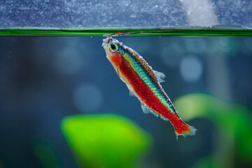 Obraz premium Sick red neon fish with grit. 