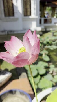 Close-up of a pink lotus flower blooming in a pond, illuminated by sunlight, showcasing vibrant petals and seed pod.