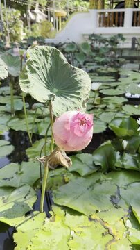 Close-up of a pink lotus bud preparing to bloom, with sunlight highlighting its delicate, layered petals.